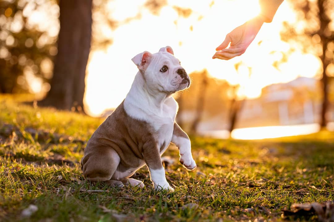 Un chiot tend la patte vers la main de son éducatrice, au coucher du soleil