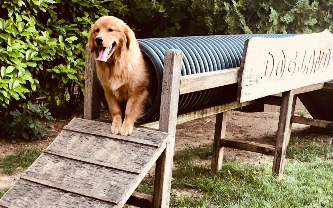 Dogland, parc d’attraction éducatif pour chien